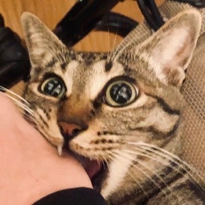 ちゃんほい